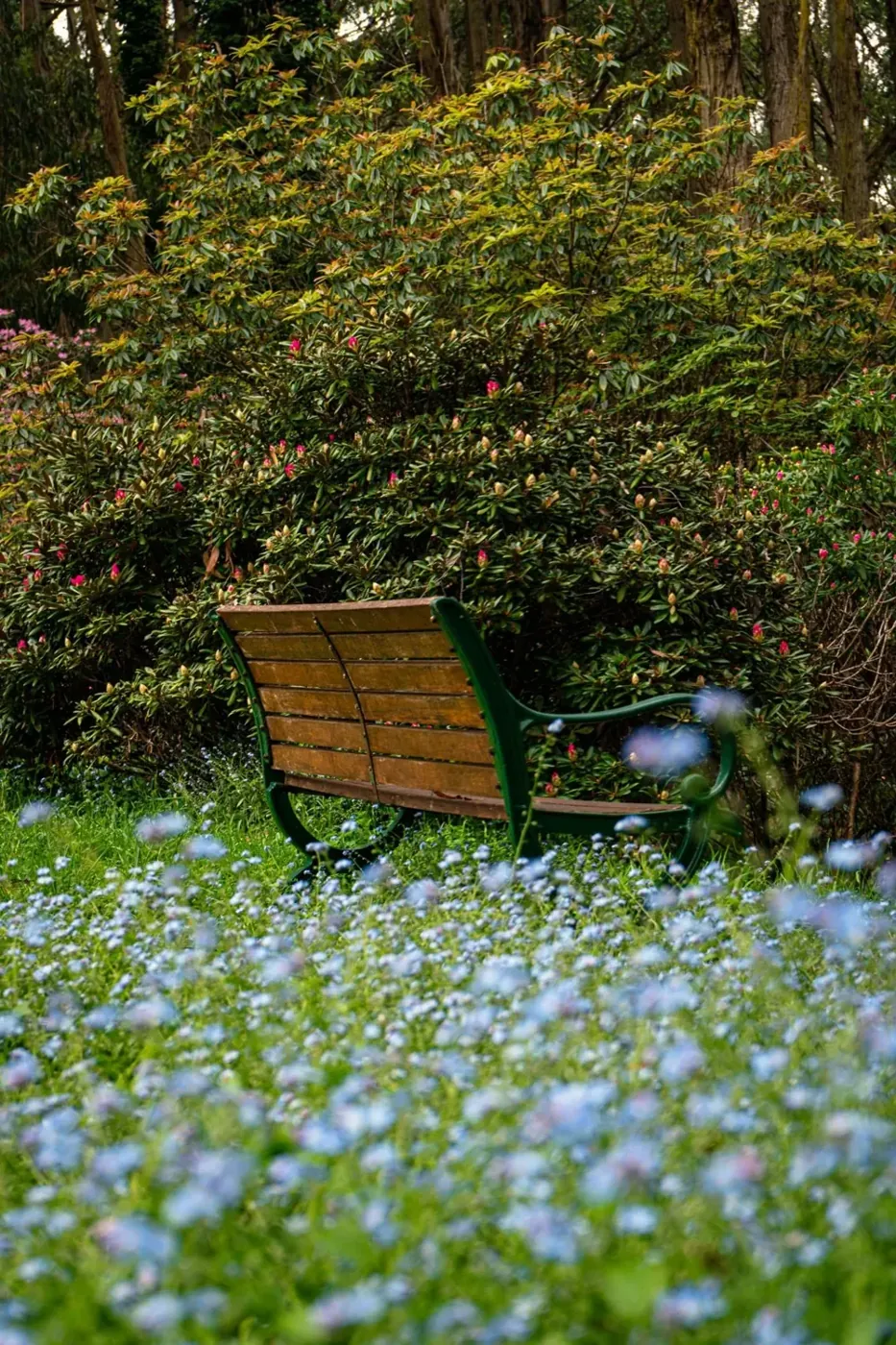 A green outdoor garden setting